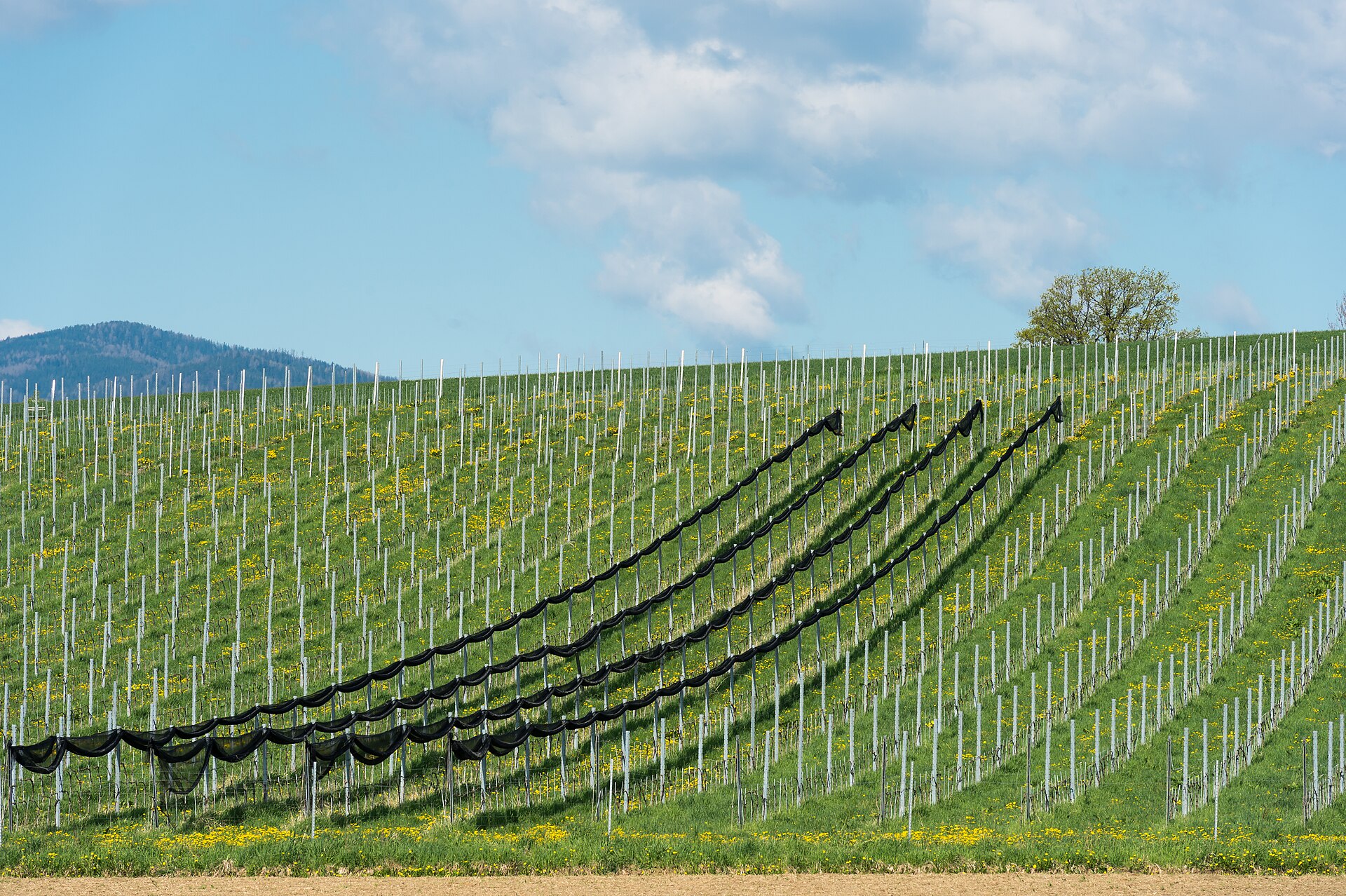 Weinbetrieb mit Rebflächen und Betriebsgebäude in Weinregionen in Deutschland und Österreich